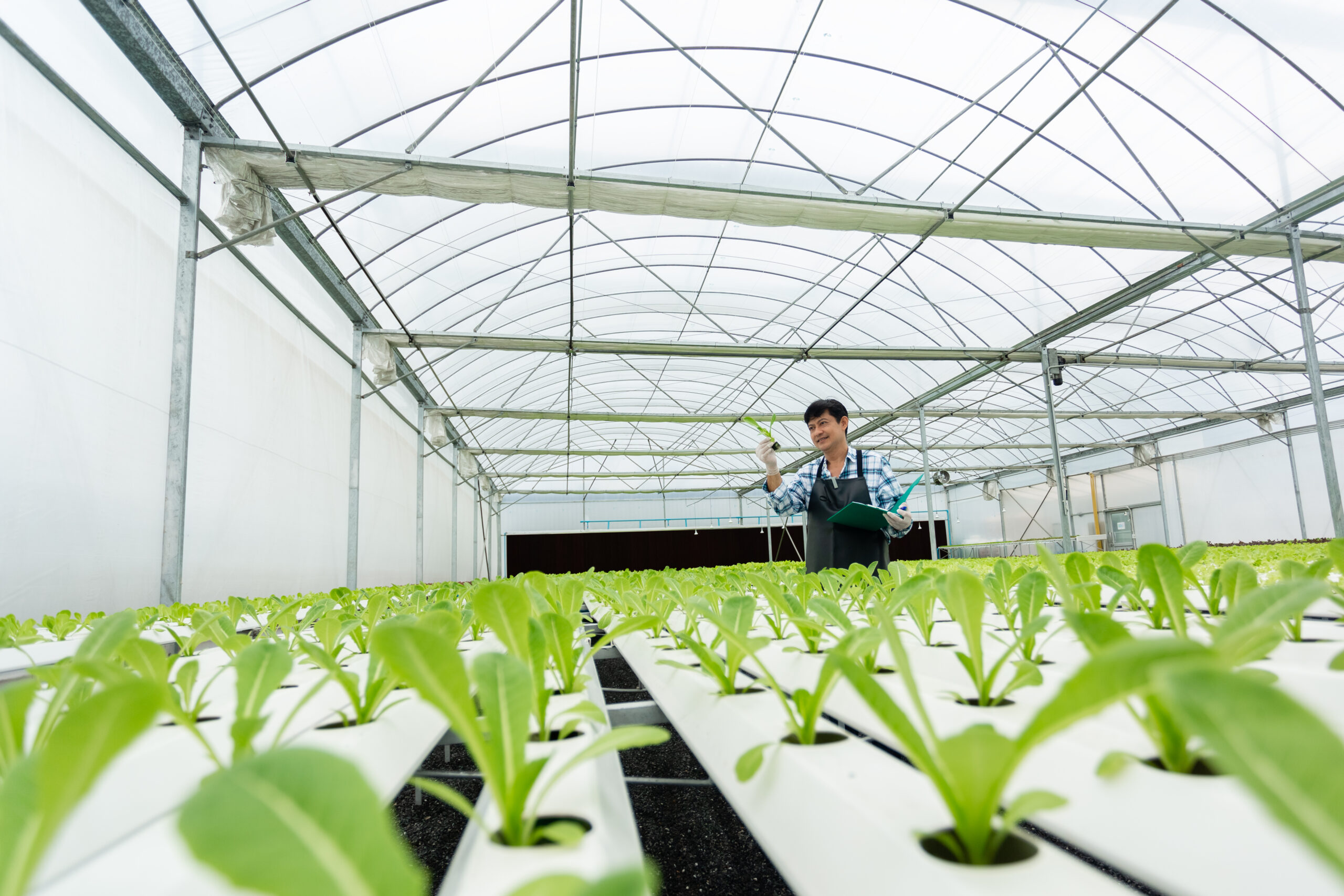Topraksız Tarımda Işık Yönetimi: Verimi Etkileyen Kritik Faktör