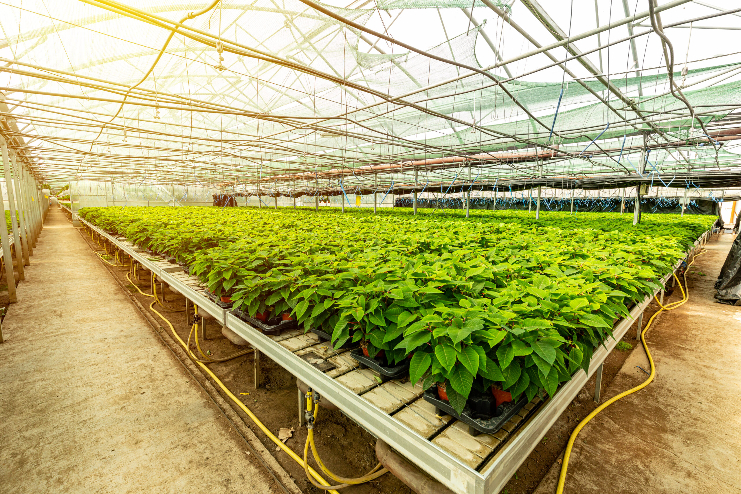 Kapalı Alan Tarımı ile Dört Mevsim Üretim Mümkün mü?