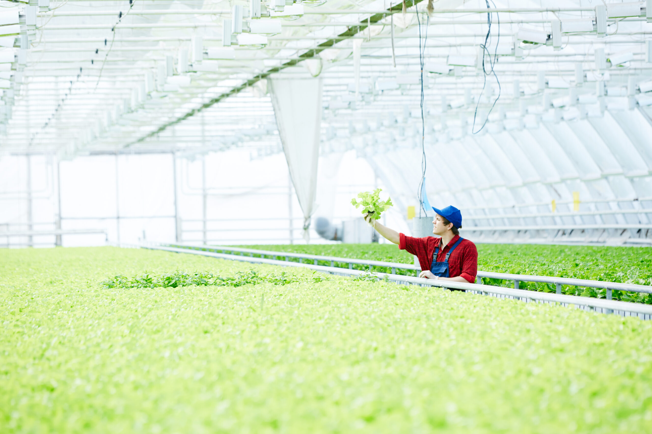 Bitki Besleme Çözümleri: Topraksız Tarımda Gübreleme Stratejileri